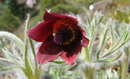 跡見群芳譜(野草譜 オキナグサ)